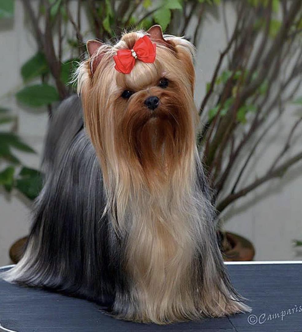 CAMPARIS CAMPARIS BAM-BAM &mdash; Labaza DogPedigree YorkshireTerrier